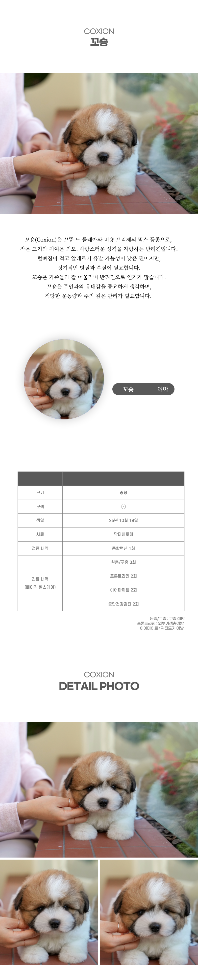 꼬숑_상세이미지_2